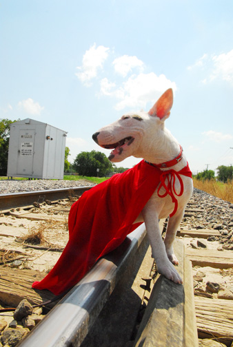 Tugg Bullterrier Space Coast Comic Con